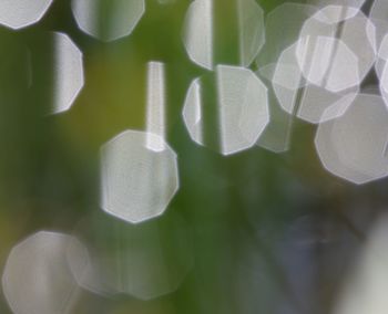 Close-up of leaves