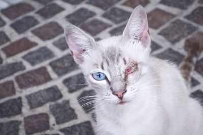 Close-up portrait of cat