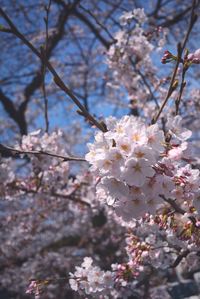 Low angle view of pink flowers blooming on tree