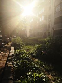 Sun shining through trees