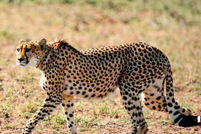 animal