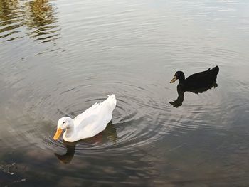 High angle view of swans swimming in lake