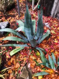 High angle view of autumn leaves