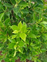 Close-up of green leaves on plant