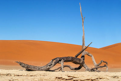 Driftwood on sand against clear sky