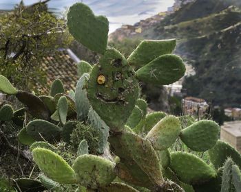 Close-up of prickly pear cactus