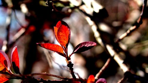 Close-up of red flowers