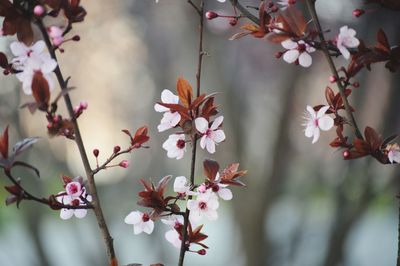 Close-up of pink flowers on tree