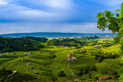 Scenic view of agricultural field against sky