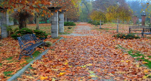 Sunlight falling on autumn leaves in park