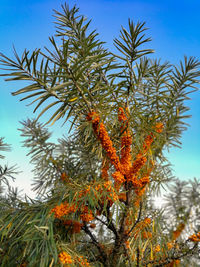 Low angle view of orange tree against sky