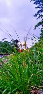 Close-up of flowering plants on field against sky