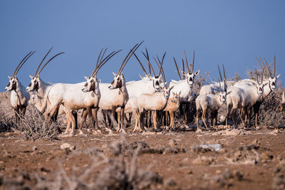 Deer standing on field against clear sky