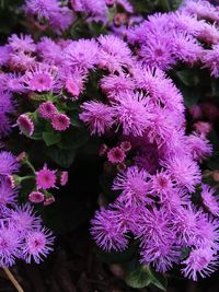 Close-up of fresh flowers blooming in garden