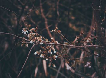 Close-up of flowers on tree