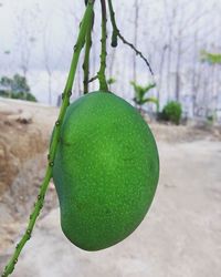 Close up of green plant