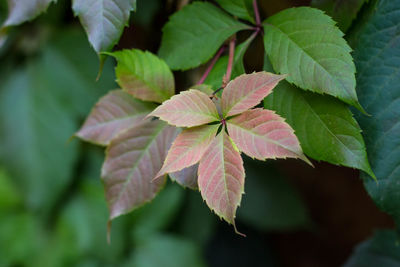 Close-up of flowering plant leaves