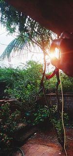 Person holding plants against trees