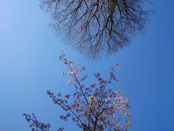 Low angle view of trees against clear blue sky