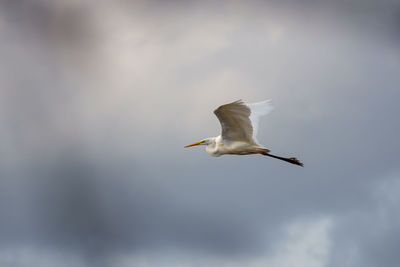 A close up of a white egret flying in the cloudy sky