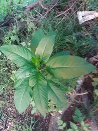 High angle view of plant growing on field