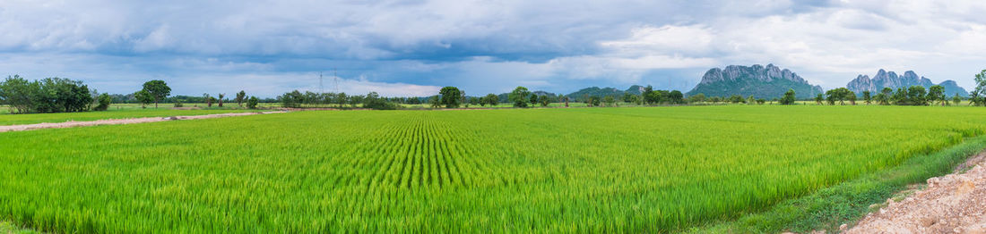 Scenic view of agricultural field against sky