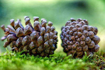 Close-up of pine cone on field