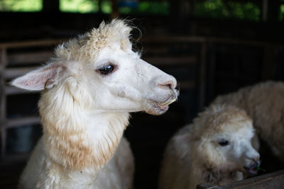 Close-up of sheep in pen