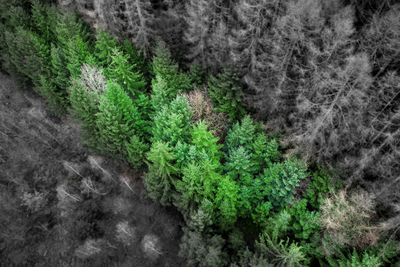 Pine trees in forest