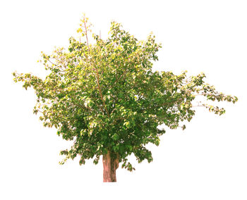 Close-up of tree branch