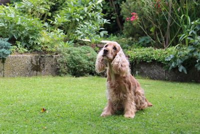 Dog sitting in grass