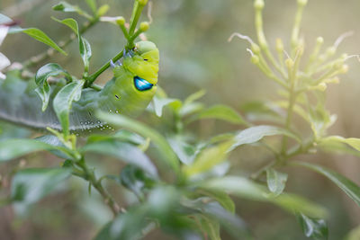 Close-up of insect on plant