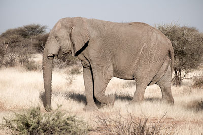 View of elephant on field against sky