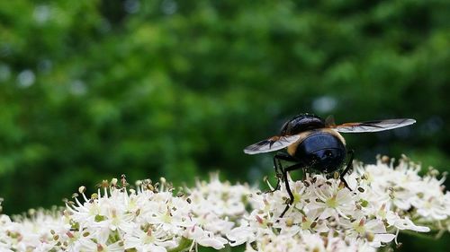 Close-up of bee on flower