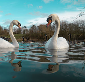 Swan floating on lake against sky