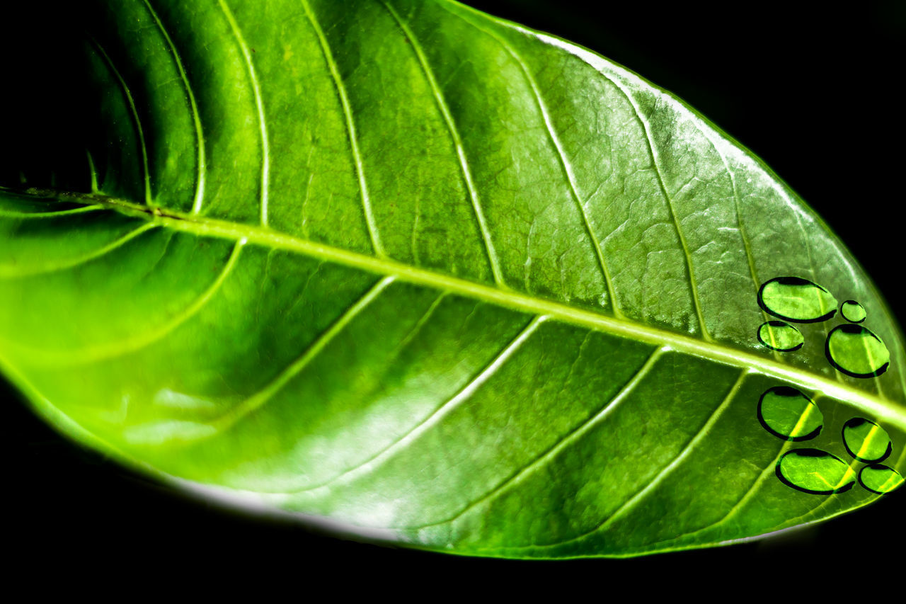 CLOSE-UP OF FRESH GREEN LEAVES ON BLACK BACKGROUND