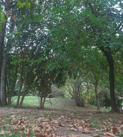 Trees in forest