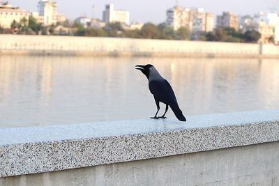 Crow perching on retaining wall against lake