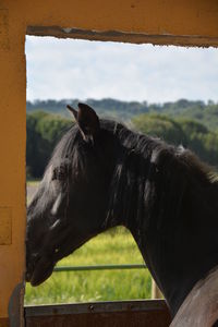 Close-up of black horse in stable against sky on sunny day