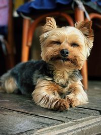 Close-up of dog on wood