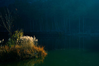 Scenic view of lake by trees in forest