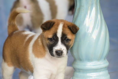 Puppy with white and brown hair healthy and strong. soft healthy hair on white background