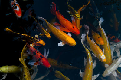 View of koi carps swimming in pond