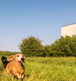 View of a dog on field