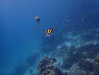 Fish swimming in sea