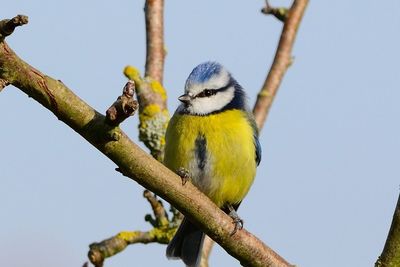 Bluetit yellow chest on branch