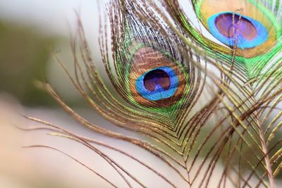 Close-up of peacock feather