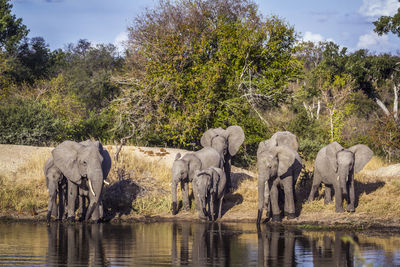 Elephants by lake