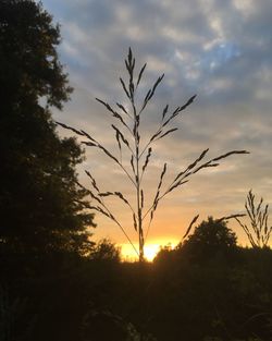 Close-up of silhouette plant against sunset sky