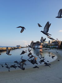 Seagulls flying over sea against sky